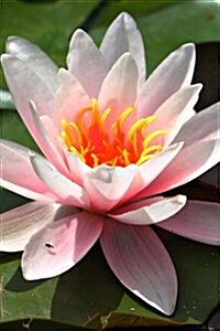 Beautiful Pink Water Lily Blooming, for the Love of Flowers: Blank 150 Page Lined Journal for Your Thoughts, Ideas, and Inspiration (Paperback)