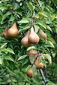The Bosc Pears Journal: 150 Page Lined Notebook/Diary (Paperback)