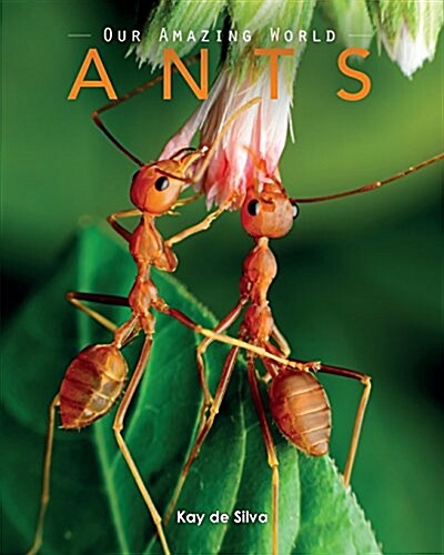 Ants: Amazing Pictures & Fun Facts on Animals in Nature (Paperback)