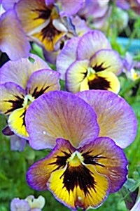 Purple and Yellow Pansy Flower Journal: 150 Page Lined Notebook/Diary (Paperback)