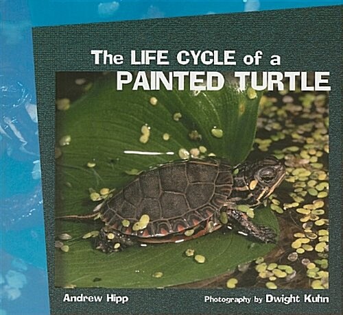 The Life Cycle of a Painted Turtle (Paperback)