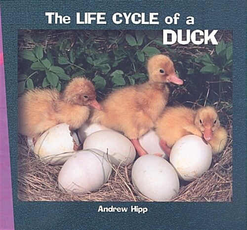 The Life Cycle of a Duck (Paperback)