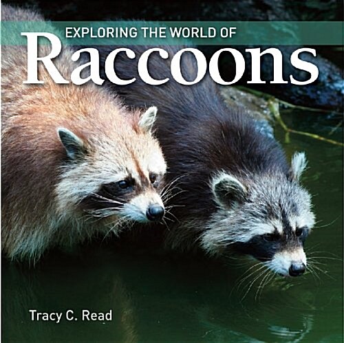 Exploring the World of Raccoons (Paperback)