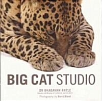 [중고] Big Cat Studio (Paperback)