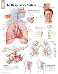 Respiratory System Chart: Laminated Wall Chart (Other)