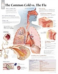 The Common Cold Chart: Wall Chart (Other)