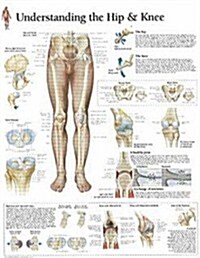 Understanding the Hip & Knee Chart: Laminated Wall Chart (Other)