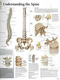 Understanding the Spine Chart: Laminated Wall Chart (Other)