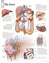 The Liver Chart: Wall Chart (Other)