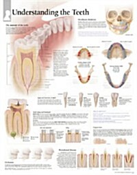 Understanding the Teeth Chart: Wall Chart (Other)