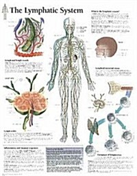 The Lymphatic System Chart: Wall Chart (Other)