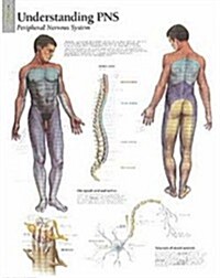 Understanding Dermatomes Chart: Laminated Wall Chart (Other)