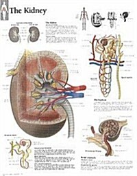 The Kidney Chart: Laminated Wall Chart (Other)