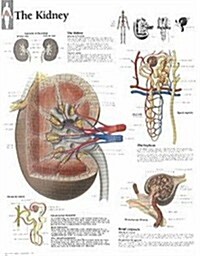 The Kidney Chart: Wall Chart (Other)