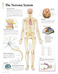 The Nervous System Chart: Laminated Wall Chart (Other)