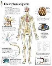 The Nervous System Chart: Wall Chart (Other)