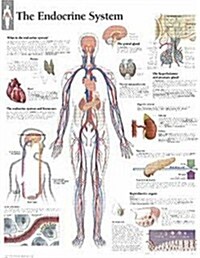 The Endocrine System Chart: Wall Chart (Other)