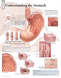 Understanding Stomach Chart: Laminated Wall Chart (Other)