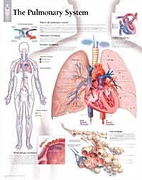 The Pulmonary System Chart: Wall Chart (Other)