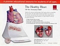 Life Size Healthy Heart Model (Hardcover)