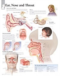 Ear, Nose & Throat Chart: Wall Chart (Other)