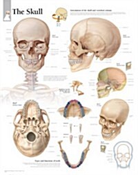 The Skull: Laminated Wall Chart (Other)