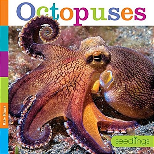 Octopuses (Library Binding)