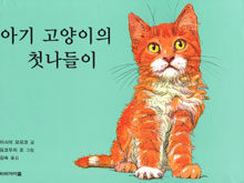 아기 고양이