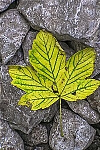 An Autumn Leaf on the Rocks: Blank 150 Page Lined Journal for Your Thoughts, Ideas, and Inspiration (Paperback)