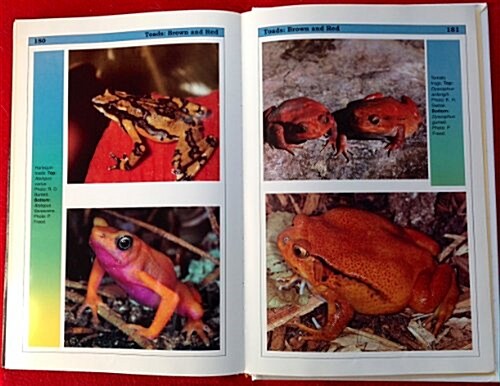 Fantastic Frogs (Hardcover)