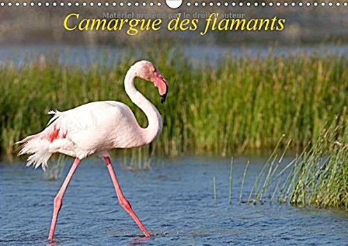 Camargue des flamants 2017 : La Camargue, ses flamants et ses ciels magnifiques et changeants. (Calendar)