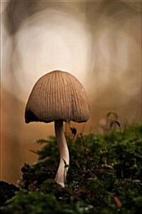 Mica Comatus Forest Mushroom: 150 Page Lined Notebook/Diary (Paperback)