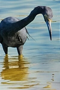 Little Blue Heron Wading in Florida, Birds of the World: Blank 150 Page Lined Journal for Your Thoughts, Ideas, and Inspiration (Paperback)