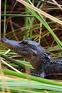 Baby Alligator in Florida, for the Love of Animals: Blank 150 Page Lined Journal for Your Thoughts, Ideas, and Inspiration (Paperback)