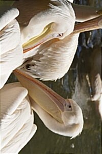 White Pelicans Gathered in Florida, Birds of the World: Blank 150 Page Lined Journal for Your Thoughts, Ideas, and Inspiration (Paperback)