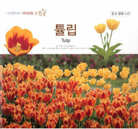 튤립=Tulip