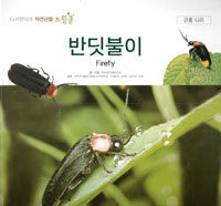 반딧불이=Firefly