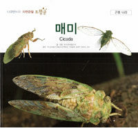 매미 =Cicada 