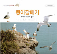 괭이갈매기=Black-tailed gull