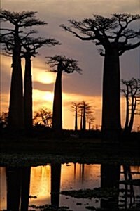 Field of Baobab Trees in Madagascar Journal: 150 Page Lined Notebook/Diary (Paperback)