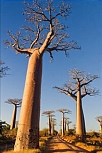Baobab Trees in Madagascar Journal: 150 Page Lined Notebook/Diary (Paperback)
