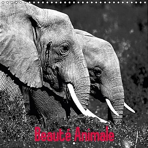 Beaute Animale 2017 : Notre Planete Est Riche De Spectacles Naturels Uniques (Calendar, 2 ed)