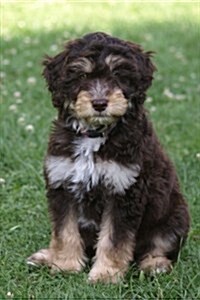 Ausiedoodle Puppy in the Grass, for the Love of Dogs: Blank 150 Page Lined Journal for Your Thoughts, Ideas, and Inspiration (Paperback)