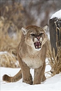 Angry Mountain Lion Journal: 150 Page Lined Notebook/Diary (Paperback)