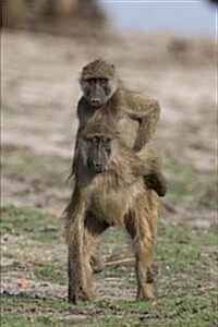 Baboon Gets a Piggyback Ride Journal: 150 Page Lined Notebook/Diary (Paperback)