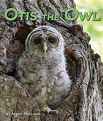 Otis the Owl (Paperback)