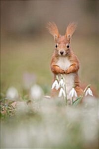 Red Squirrel in Spring Flowers Journal: 150 Page Lined Notebook/Diary (Paperback)