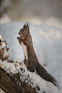 Red Squirrel in the Snow Journal: 150 Page Lined Notebook/Diary (Paperback)