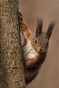 Say Hello to the Red Squirrel Journal: 150 Page Lined Notebook/Diary (Paperback)