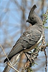 White-Bellied Go-Away Bird (Corythaixoids Leucogaster) Journal: 150 Page Lined Notebook/Diary (Paperback)